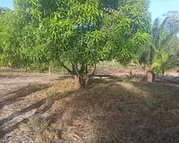 Terrain, 10 004 m²