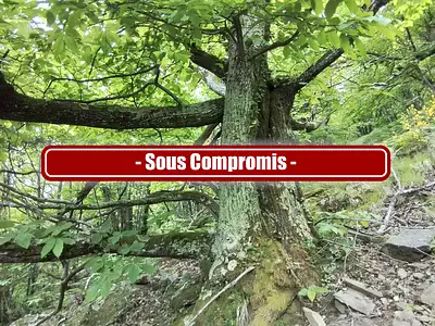 Terrain, 76 539 m²