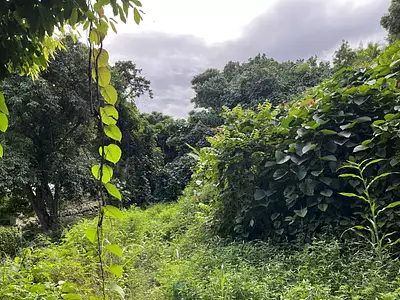 Terrain, 8 600 m²