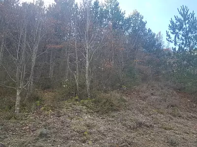 Terrain, 19 793 m²