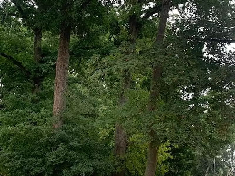 Terrain