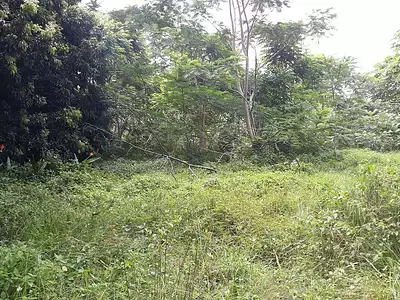 Terrain, 3 646 m²