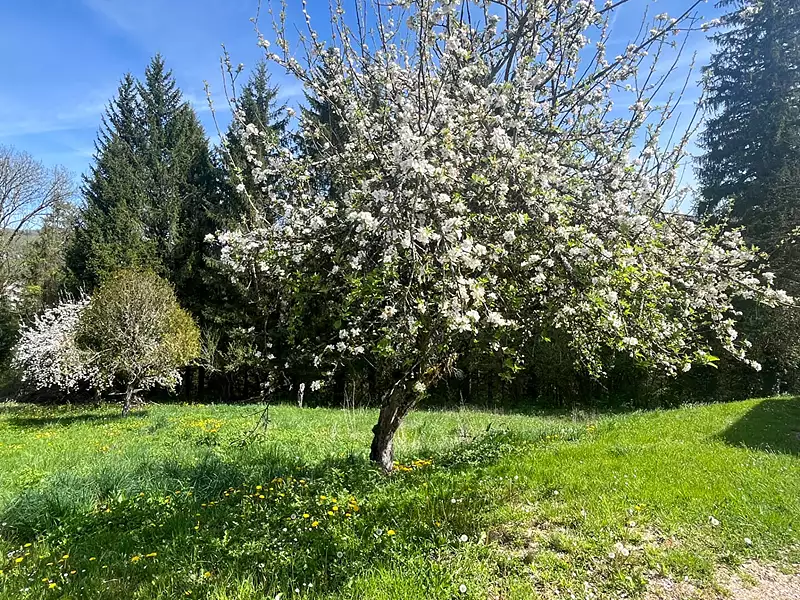 Terrain, 1 337 m²
