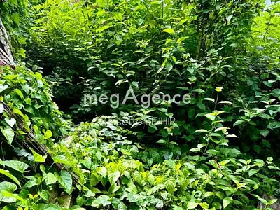 Terrain, 223 m²