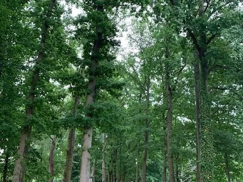 Terrain