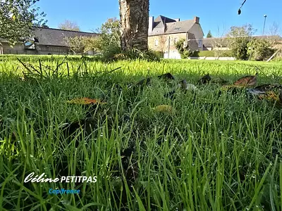 Terrain, 465 m²